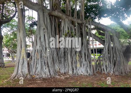 Le magnifique Banyan Tree (Ficus benghalensis) avec ses racines aériennes Banque D'Images