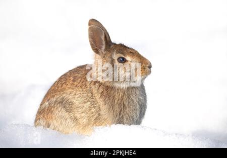 Portrait en gros plan d'un lapin de queue de cotonnière de l'est assis dans une forêt d'hiver. Banque D'Images