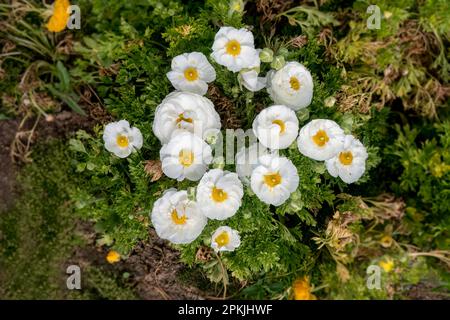 Fleurs blanches de coupes de beurre de jardin cultivées sur un fond flou. Fleurs de Ranunculus. Fleurs blanches. Banque D'Images