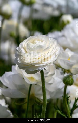 Fleurs blanches de coupes de beurre de jardin cultivées sur un fond flou. Fleurs de Ranunculus. Fleurs blanches. Banque D'Images