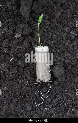 Culture de petits pois sucrés à partir de semences dans des tubes de rouleaux de toilettes. Les plantes n'ont pas besoin d'être retirées du tube lorsqu'elles sont plantées car les racines poussent à travers le carton Banque D'Images