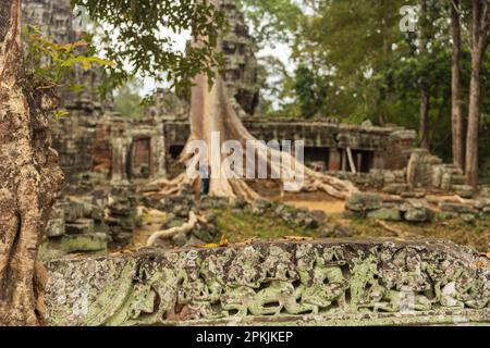 Panorama de la pierre ancienne porte et les racines des arbres, ruines du temple Ta Prohm, Angkor, Cambodge Banque D'Images