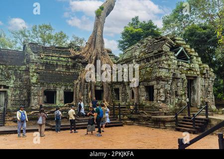 SIEM REAP - CAMBODGE - 10 JANVIER 2023: Touristes aux temples de Ta Prohm avec de grands arbres dans la jungle d'Angkor Wat près de Siem Reap au Cambodge. Banque D'Images