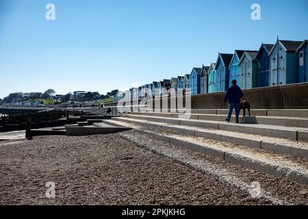 Femme marchant un chien le long de Felixstowe Beach à côté de huttes de plage colorées sous un ciel bleu clair Banque D'Images