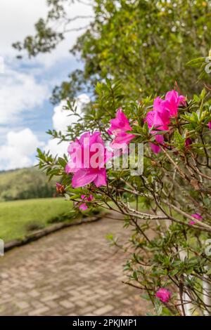 Rose fleur Azalea (genre Rhododendron) buisson. Handara, Bedugul, Bali, Indonésie Banque D'Images