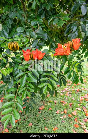 Orange en fleurs Spathodea Campanulata ou tulipe africaine. Bedugul, Bali, Indonésie. Banque D'Images