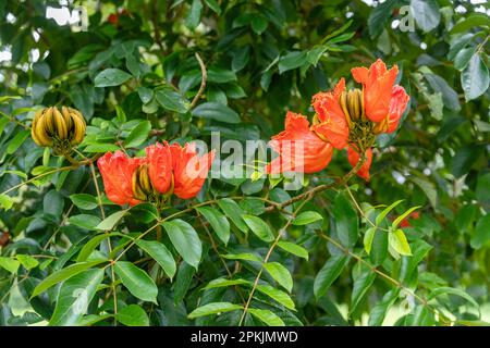 Orange en fleurs Spathodea Campanulata ou tulipe africaine. Bedugul, Bali, Indonésie. Banque D'Images