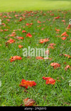 Orange en fleurs Spathodea Campanulata ou tulipe africaine. Bedugul, Bali, Indonésie. Banque D'Images