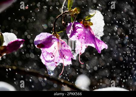 Le Rhododendron fleurit sous la pluie et dans la neige. Photo macro créative des fleurs d'azalée ou de rhododendron en fleurs. Mise au point sélective sur les pétales Banque D'Images