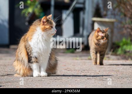 Chats errants sur la cour ensoleillée de printemps. Banque D'Images