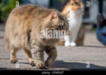 Grand chat errant sur la rue de la ville. Un paquet de chats au printemps. Banque D'Images