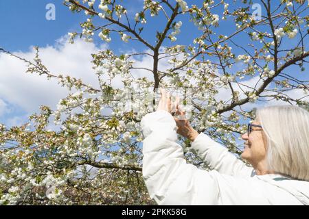 Météo au Royaume-Uni, 8 avril 2023 : à Gray's court, une propriété du National Trust à Oxfordshire, une femme s'approche de la fleur de cerisier blanc dans les jardins. Le temps doux est un coup de pouce pour le tourisme pendant le week-end de Pâques. Credit: Anna Watson/Alay Live News Banque D'Images