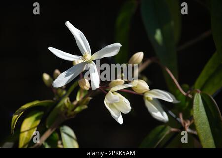 Fleurs printanières et feuillage de Clematis armandii Snowdrift dans le jardin du Royaume-Uni avril Banque D'Images