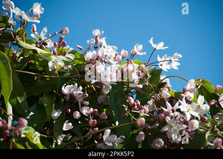 Fleurs printanières et feuillage de la fleur de pommes Clematis armandii à feuilles persistantes dans le jardin britannique avril Banque D'Images