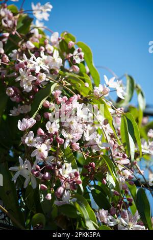 Fleurs printanières et feuillage de la fleur de pommes Clematis armandii à feuilles persistantes dans le jardin britannique avril Banque D'Images