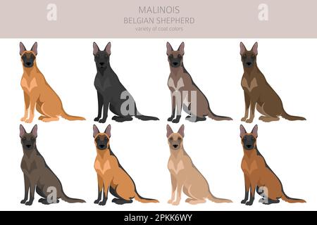 Clique malinois belge.Différentes poses, ensemble de couleurs de pelage.Illustration vectorielle Illustration de Vecteur