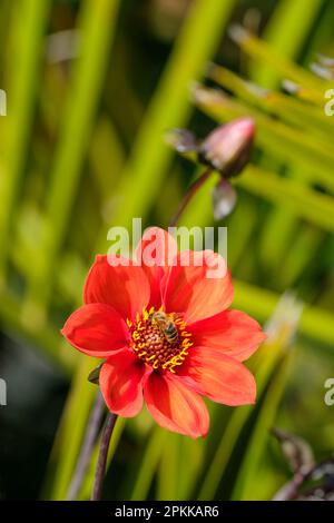 Dahlia évêque d'oxford, fleurs orange simples, feuillage foncé, alimentation des abeilles Banque D'Images