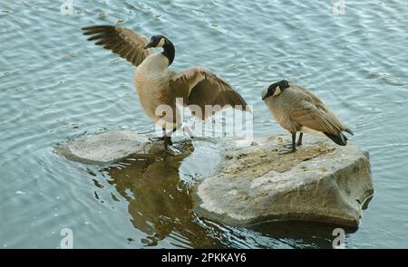 Bernache du Canada, paire jumelée, rivière Crooked, Oregon Banque D'Images