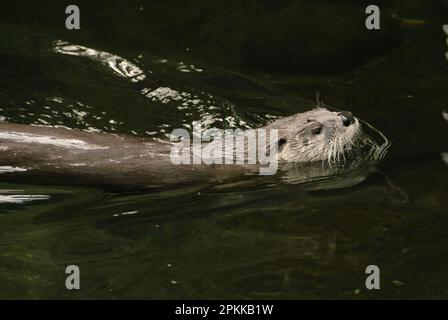 Loutre de rivière (Lontra canadensis), natation Banque D'Images