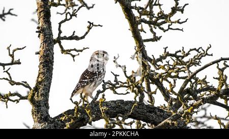 Un petit hibou , hibou d'Athena , hibou de Minerva ( Athene noctua ) perçant dans un vieux pommier et regardant curieusement dans le loin Banque D'Images