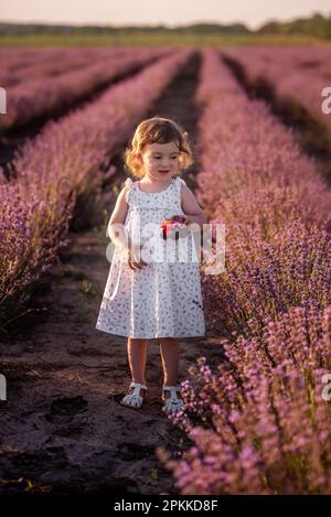 Petite fille en robe de fleur court parmi les rangées de lavande pourpre dans le champ. L'enfant creuse dans le sol. Promenez-vous dans la campagne. Concept d'allergie. Banque D'Images