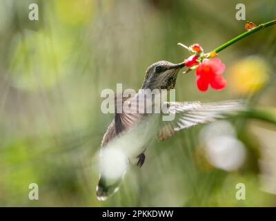Une femelle adulte de Costa Hummingbird (Calypte Costae) se nourrissant dans le Madera Canyon, dans le sud de l'Arizona, aux États-Unis d'Amérique, en Amérique du Nord Banque D'Images
