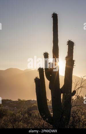 Saguaro cactus (Carnegiea gigantea), photographié au lever du soleil dans la réserve Sweetwater, Tucson, Arizona, États-Unis d'Amérique, Amérique du Nord Banque D'Images