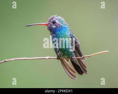 Un colibri à bec large adulte (Cynanthus latirostris magicus), Madera Canyon, dans le sud de l'Arizona, Arizona Banque D'Images