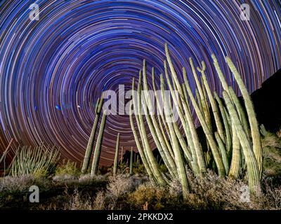 Cactus de pipe d'orgue (Stenocereus thurberi), la nuit dans le monument national de Cactus de pipe d'orgue, désert de Sonoran, Arizona Banque D'Images