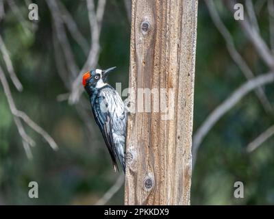 Pic à bois d'Amérique (Melanerpes formacivore), Madera Canyon, Arizona du sud, États-Unis d'Amérique, Amérique du Nord Banque D'Images