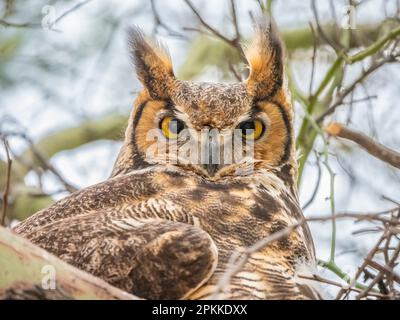 Grand hibou adulte (Bubo virginianus), assis sur le nid de Madera Canyon, dans le sud de l'Arizona, aux États-Unis d'Amérique, en Amérique du Nord Banque D'Images