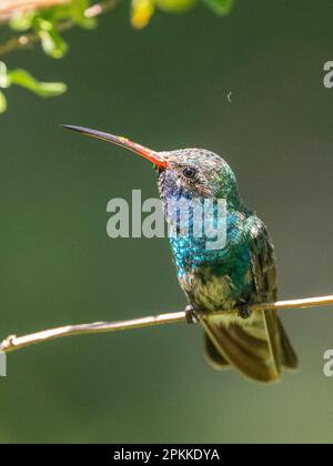 Un colibri à bec large adulte (Cynanthus latirostris magicus), Madera Canyon, dans le sud de l'Arizona, Arizona Banque D'Images