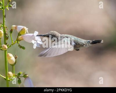 Une femelle adulte de Costa Hummingbird (Calypte Costae) se nourrissant dans le Madera Canyon, dans le sud de l'Arizona, aux États-Unis d'Amérique, en Amérique du Nord Banque D'Images
