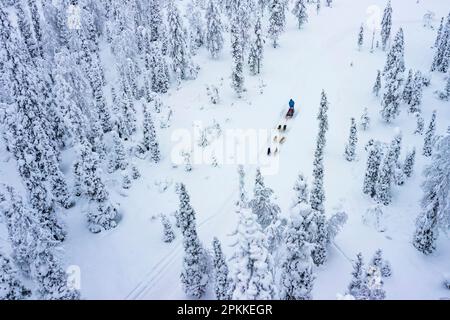 Vue aérienne des touristes traîneau à chiens dans la forêt enneigée, Laponie, Finlande, Europe Banque D'Images