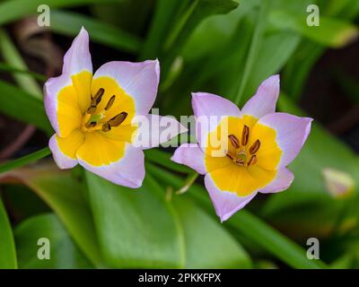 Tulipa saxatilis en fleur début printemps Banque D'Images