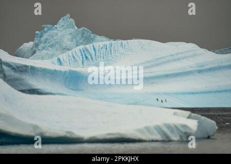 Les pingouins de Gentoo (Pygoscelis Papouasie) s'attargent sur un iceberg dans la péninsule Antarctique, Antarctique, régions polaires Banque D'Images