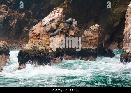 Lions de mer d'Amérique du Sud (Otaria flavescens) sur des rochers, îles Ballestas, Paracas, Pérou, Amérique du Sud Banque D'Images