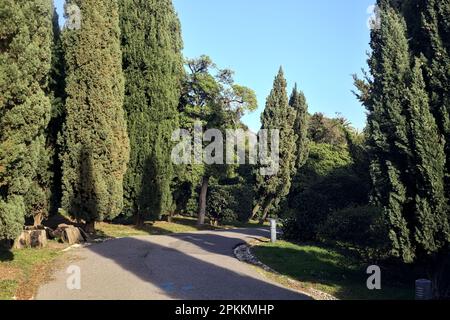 Sentier pavé bordé d'arbres et de haies au coucher du soleil Banque D'Images