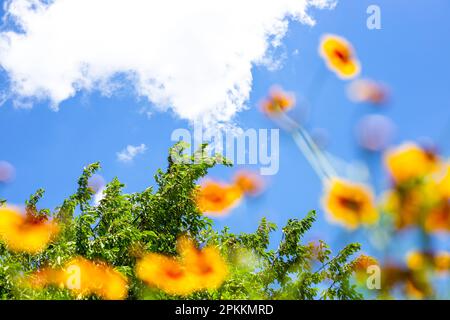 feuillage vert d'un arbre et fleurs sauvages jaunes floues sur un ciel bleu avec des nuages par jour d'été. Prise de vue à angle bas. Banque D'Images