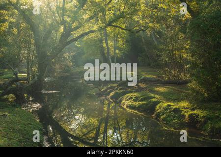 Ruisseau traversant une forêt à feuilles caduques en automne dans le parc national de New Forest, Hampshire, Angleterre, Royaume-Uni, Europe Banque D'Images