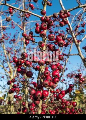 Rouge vif / baies d'aubépine pourpre poussant sur le buisson d'aubépine commun (Crataegus monogyna), en novembre, Derbyshire Angleterre, Royaume-Uni Banque D'Images
