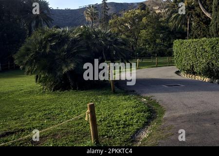 Sentier pavé bordé d'arbres et de haies au coucher du soleil Banque D'Images