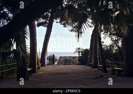 Terrasse avec bancs et pins maritimes dans un parc au bord de la mer au coucher du soleil Banque D'Images