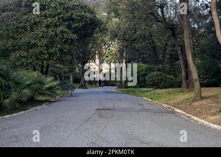 Sentier pavé bordé d'arbres et de haies au coucher du soleil Banque D'Images