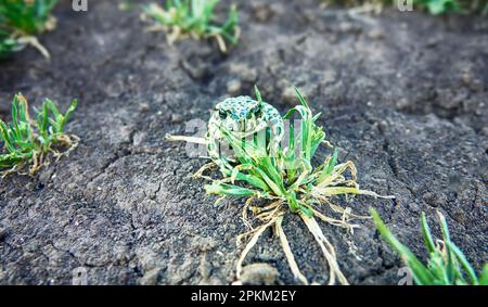 Un jeune crapaud vert européen (crapaud variable, Bufo viridis) sur terre sèche. Coloration assimilable (pas dans ce cas) et sécrétions toxiques sur la peau. Op Banque D'Images