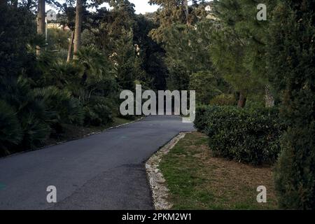 Sentier pavé bordé d'arbres et de haies au coucher du soleil Banque D'Images