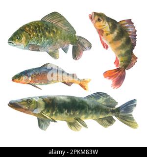 Aquarelle illustration, poissons ensemble, perchaude, brochet, poisson croquant, carpe, animal grisant isolé sur fond blanc. Banque D'Images