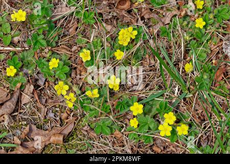 Une plante commune à l'huile de quinquefoil avec de petites fleurs jaunes qui poussent dans la forêt s'étendant dans une zone ouverte sur le sol vue de dessus de vue de plus près Banque D'Images
