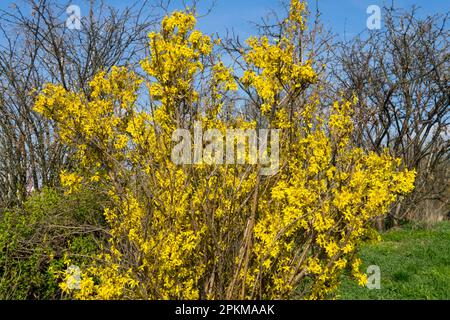 Vieux arbustes de brousse non coupés Forsythia Bush Spring Blooming Forsythia Bush Forsythia arbustes florissants avril jaune Forsythia Spring Blooms Forsythia x Banque D'Images