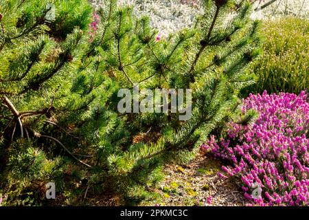 Jardin, Pinus mugo, chaleur printanière, jardin Erica carnea Banque D'Images